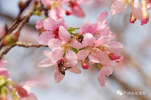 广州从化：数万株樱花盛放中！粉色花海迎来“特殊的客人”