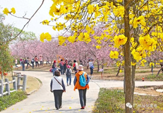 广州从化：数万株樱花盛放中！粉色花海迎来“特殊的客人”