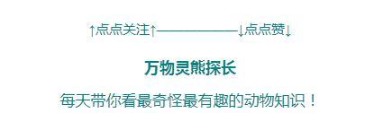 孤岛惊现恐怖吸血鸟！把大鸟当饮水机，渴了就拔鸟毛啄开肉喝血！