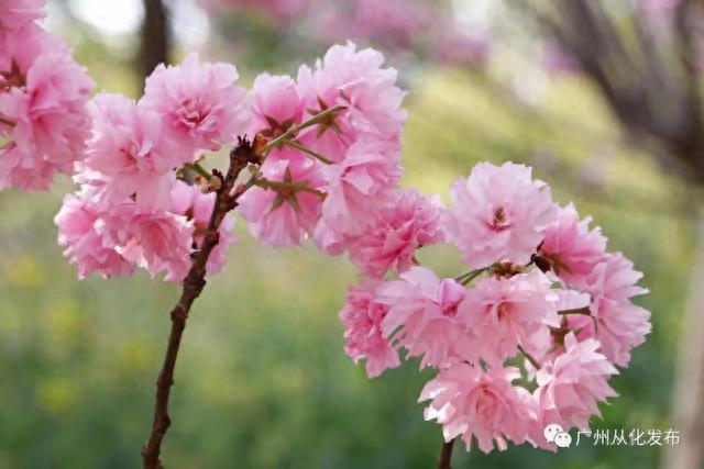 广州从化：数万株樱花盛放中！粉色花海迎来“特殊的客人”