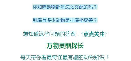 孤岛惊现恐怖吸血鸟！把大鸟当饮水机，渴了就拔鸟毛啄开肉喝血！