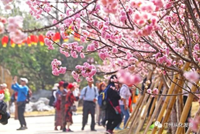 广州从化：数万株樱花盛放中！粉色花海迎来“特殊的客人”