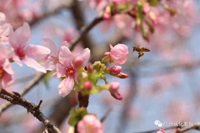 广州从化：数万株樱花盛放中！粉色花海迎来“特殊的客人”