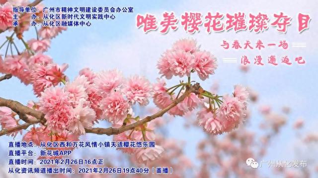 广州从化：数万株樱花盛放中！粉色花海迎来“特殊的客人”