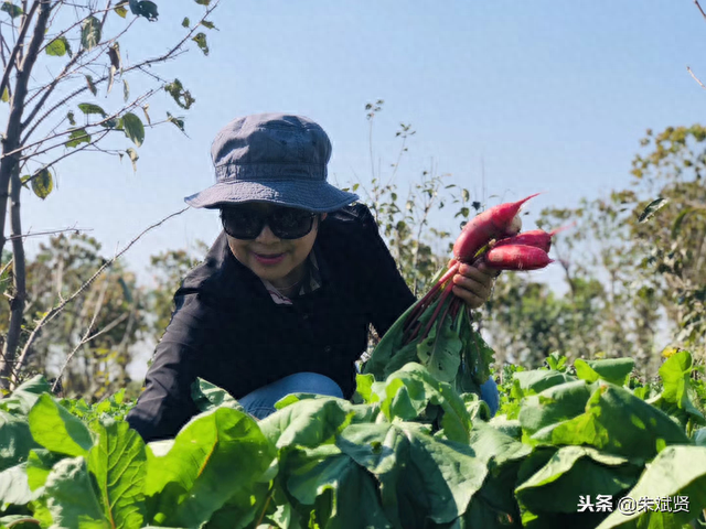 美女们周末到农村采风，拔萝卜包水饺，感叹真不想回家了！