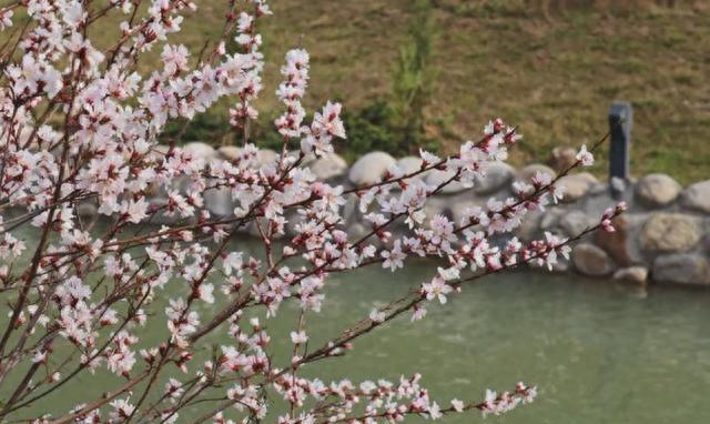 大的高质量图像！陕西最美“校花”之一！