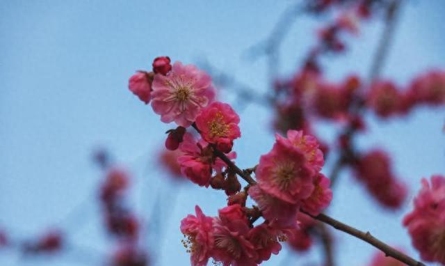 大的高质量图像！陕西最美“校花”之一！