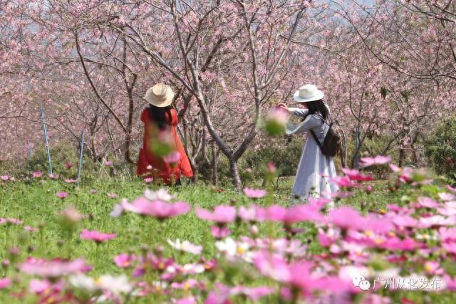 广州从化：数万株樱花盛放中！粉色花海迎来“特殊的客人”