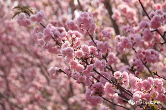 广州从化：数万株樱花盛放中！粉色花海迎来“特殊的客人”