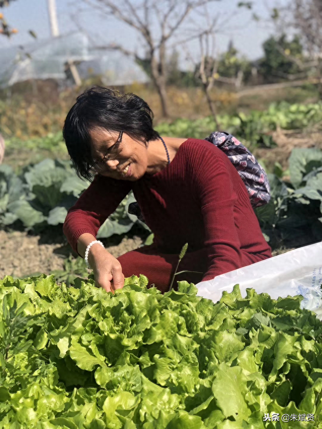 美女们周末到农村采风，拔萝卜包水饺，感叹真不想回家了！