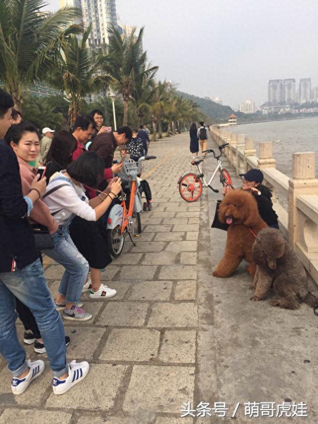 撩妹神器呆萌大泰迪，养一只这样的汪星人美女绝对会跟你主动搭讪