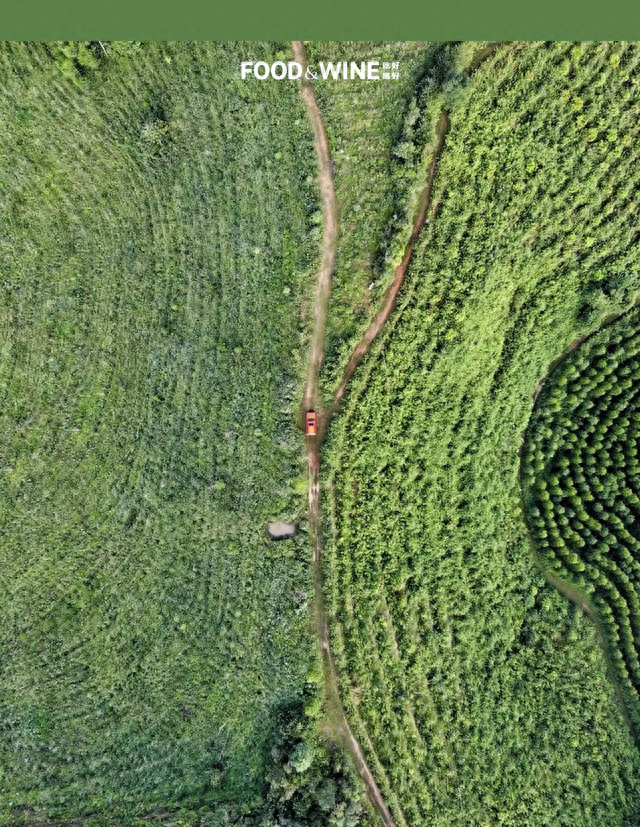 国产牛油果的时代到来了