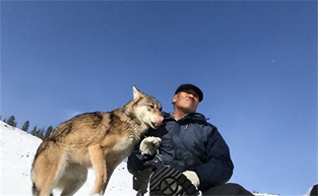 新疆女孩杨洁，与狼相伴20年，今靠养狼获得千万财富