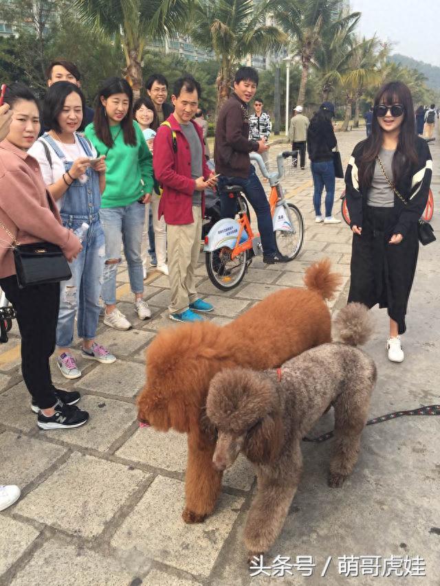 撩妹神器呆萌大泰迪，养一只这样的汪星人美女绝对会跟你主动搭讪