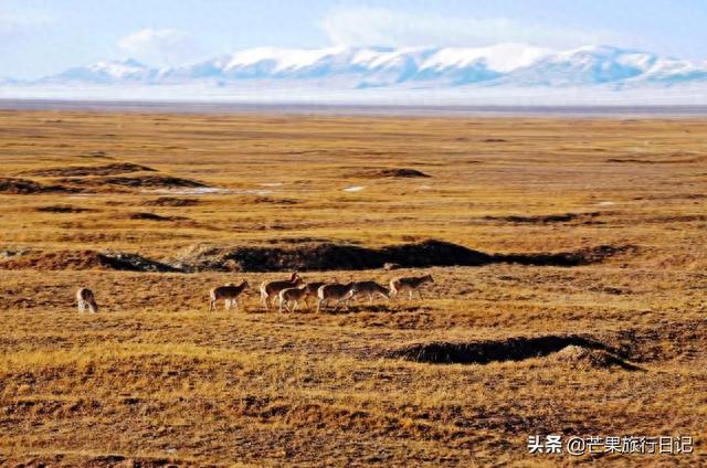 北京旅游，约会河北美女，曾独自旅行从西藏去尼泊尔