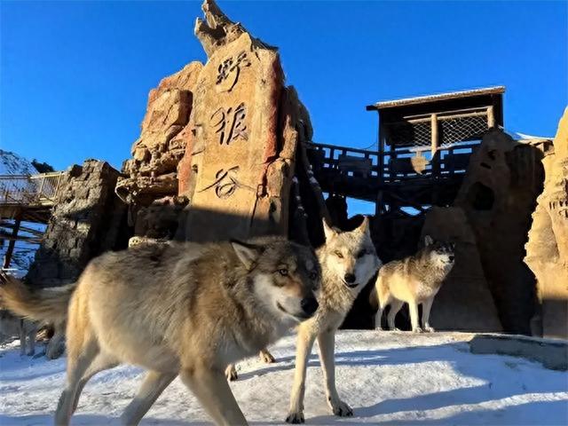 新疆女孩杨洁，与狼相伴20年，今靠养狼获得千万财富