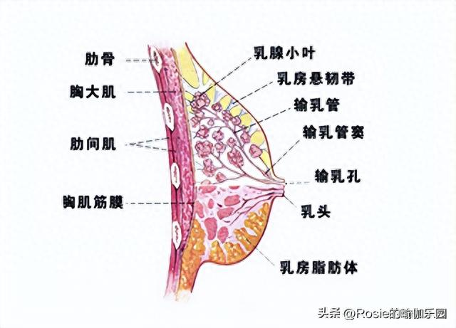 张嘉倪参加浪姐颜值身材在线，如何解锁性感酥胸？不踩坑3步练