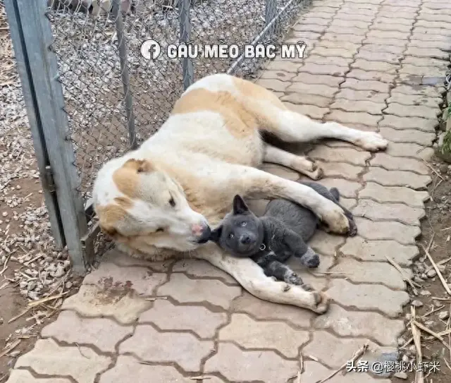 据说是蓝猫和二哈的混血宝宝，这只越南小狗凭表情包火遍全网！