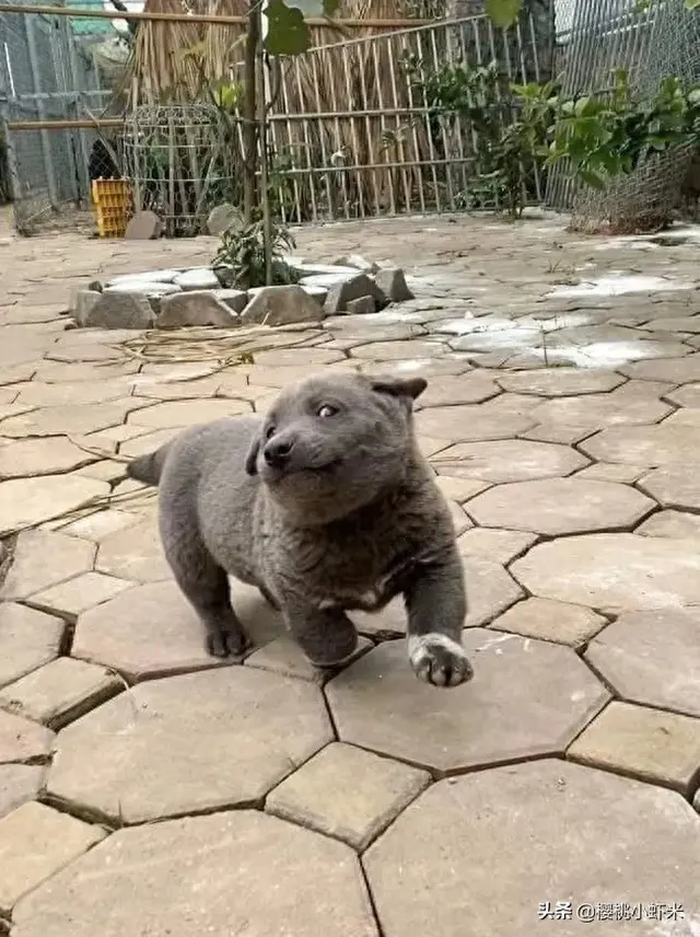 据说是蓝猫和二哈的混血宝宝，这只越南小狗凭表情包火遍全网！