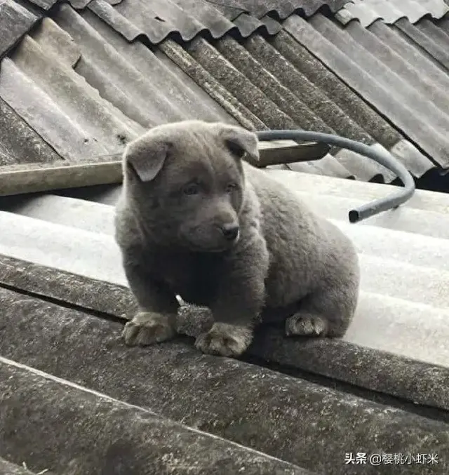 据说是蓝猫和二哈的混血宝宝，这只越南小狗凭表情包火遍全网！