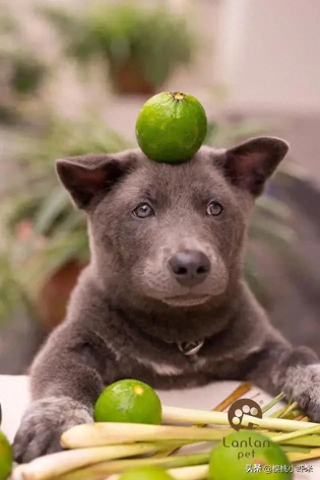 据说是蓝猫和二哈的混血宝宝，这只越南小狗凭表情包火遍全网！