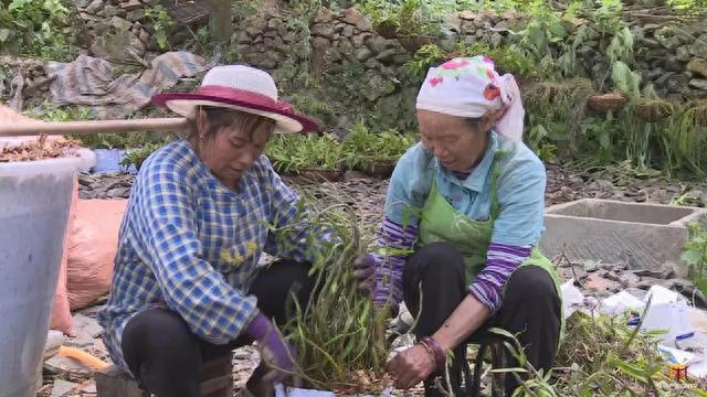 广南这位女子令人敬佩