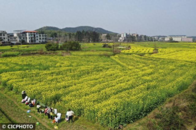 花海写生画春天