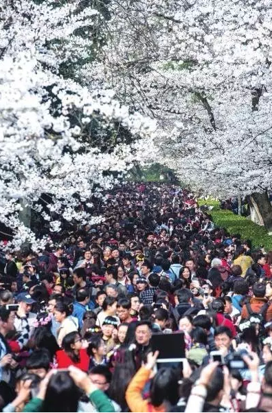 又是一年樱花季！今年樱花成了羞姑娘，不想挤破头看这里…