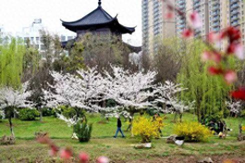 又是一年樱花季！今年樱花成了羞姑娘，不想挤破头看这里…