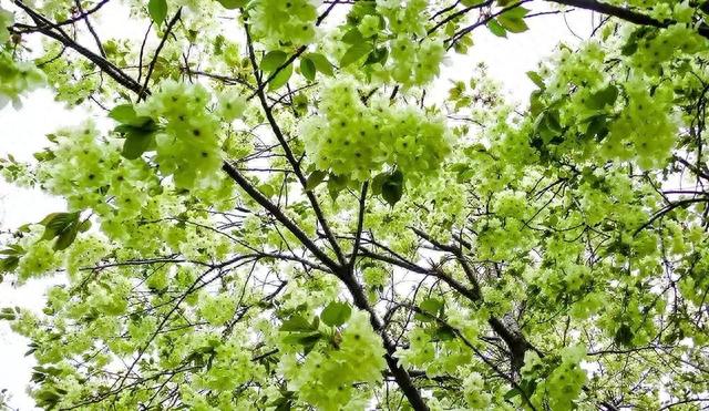 又是一年樱花季！今年樱花成了羞姑娘，不想挤破头看这里…