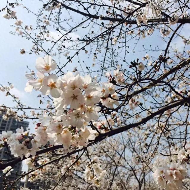 又是一年樱花季！今年樱花成了羞姑娘，不想挤破头看这里…