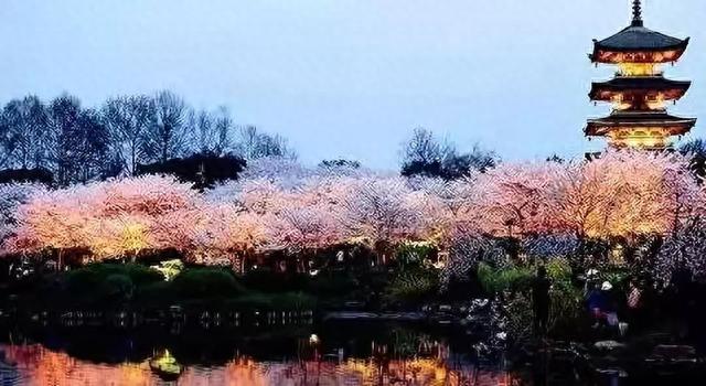 又是一年樱花季！今年樱花成了羞姑娘，不想挤破头看这里…