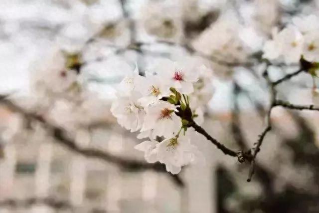 又是一年樱花季！今年樱花成了羞姑娘，不想挤破头看这里…