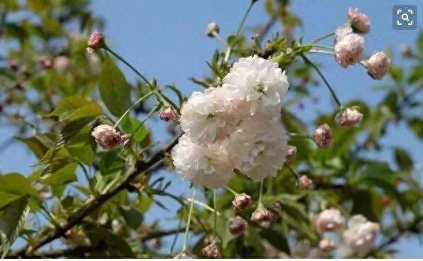 又是一年樱花季！今年樱花成了羞姑娘，不想挤破头看这里…