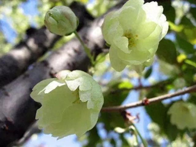 又是一年樱花季！今年樱花成了羞姑娘，不想挤破头看这里…