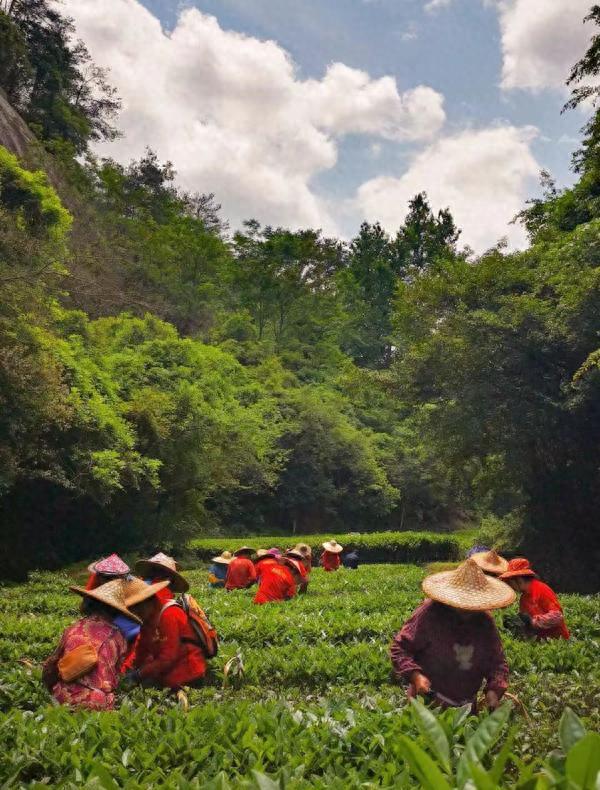 诗画问茶·大红袍｜武夷岩韵，悠然万古山水间