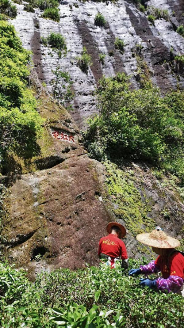 诗画问茶·大红袍｜武夷岩韵，悠然万古山水间