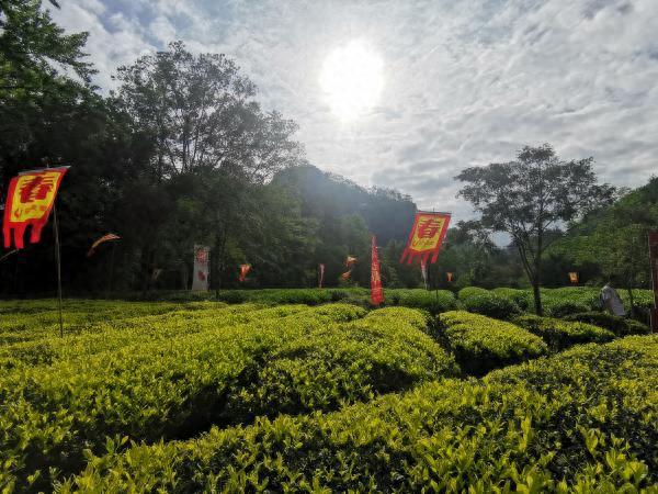 诗画问茶·大红袍｜武夷岩韵，悠然万古山水间