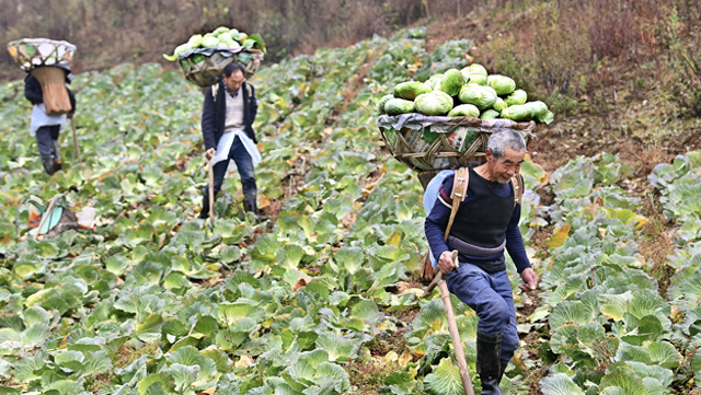 长阳大山里“长出”24个亿元村