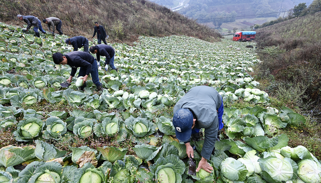 长阳大山里“长出”24个亿元村