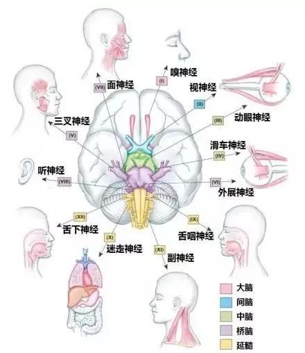 完整版神经系统医学美图看一眼就可以记住