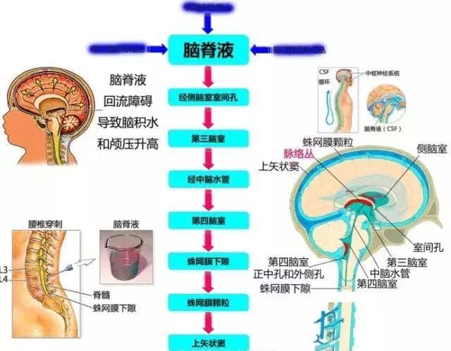 完整版神经系统医学美图看一眼就可以记住