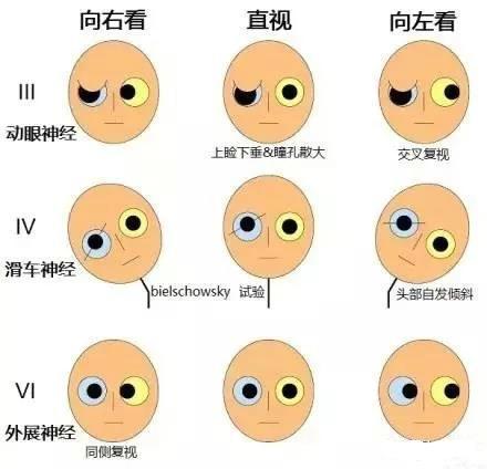 完整版神经系统医学美图看一眼就可以记住