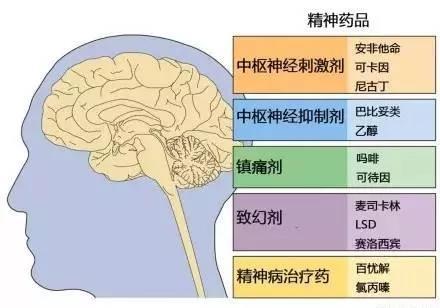 完整版神经系统医学美图看一眼就可以记住