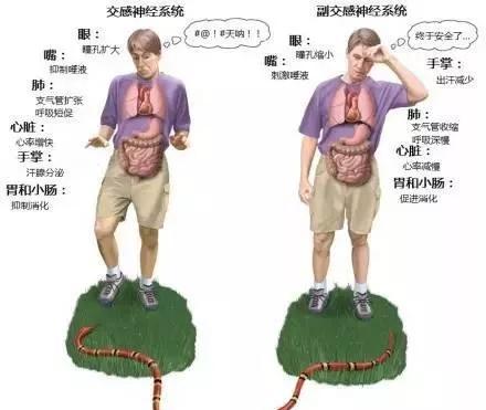 完整版神经系统医学美图看一眼就可以记住