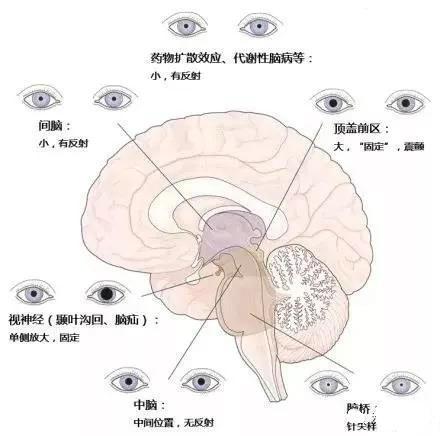 完整版神经系统医学美图看一眼就可以记住