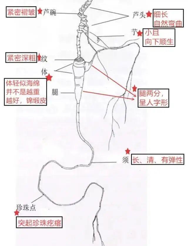 名贵药材的真伪辨析及购买建议