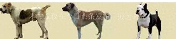 注意！南京禁养这30种犬种