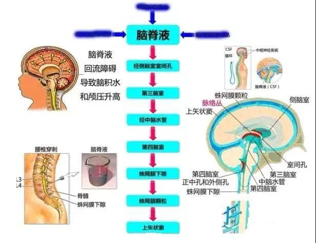 完整版神经系统医学美图看一眼就可以记住