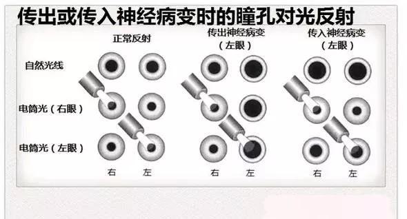 完整版神经系统医学美图看一眼就可以记住